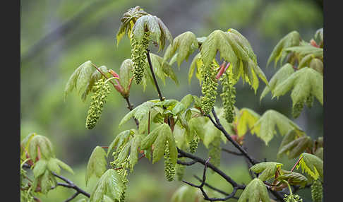 Berg-Ahorn (Acer pseudoplatanus)