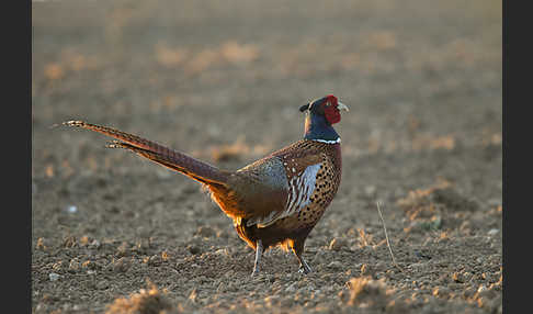 Fasan (Phasianus colchicus)