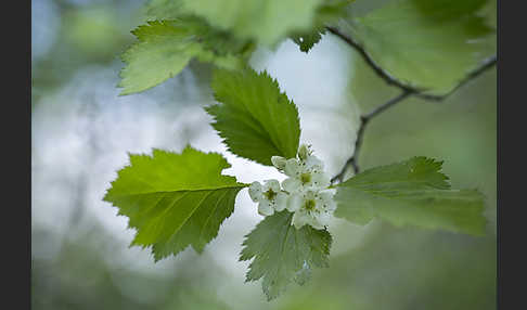 Elsbeere (Sorbus torminalis)