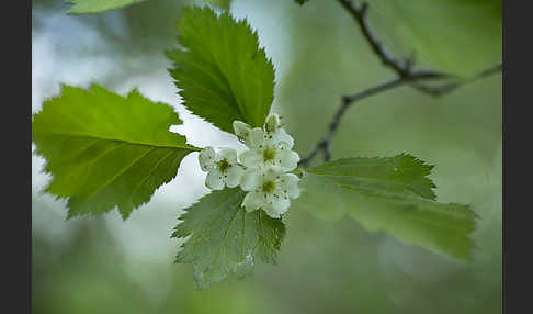 Elsbeere (Sorbus torminalis)