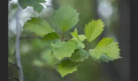 Elsbeere (Sorbus torminalis)