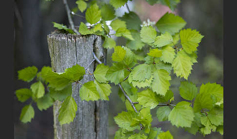 Elsbeere (Sorbus torminalis)