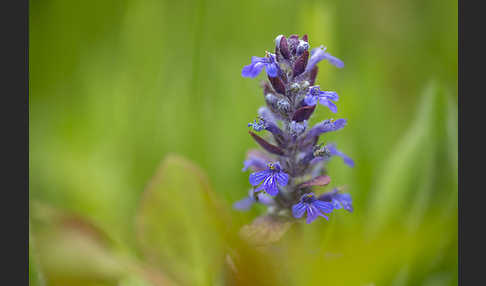 Kriechender Günsel (Ajuga reptans)