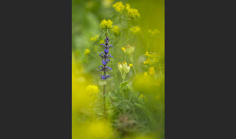 Kriechender Günsel (Ajuga reptans)