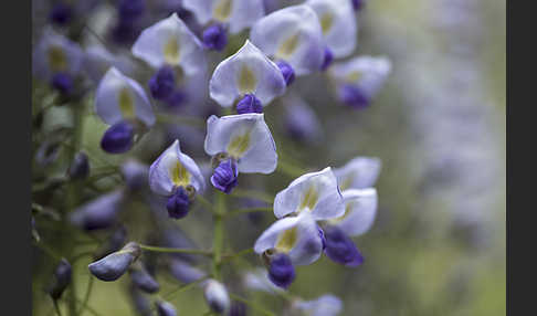 Chinesischer Blauregen (Wisteria sinensis)