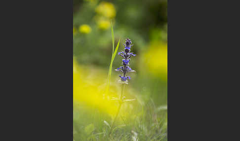 Kriechender Günsel (Ajuga reptans)