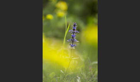 Kriechender Günsel (Ajuga reptans)