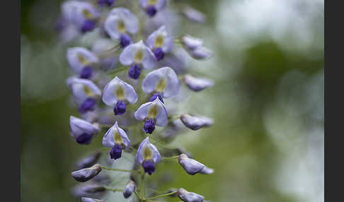 Chinesischer Blauregen (Wisteria sinensis)