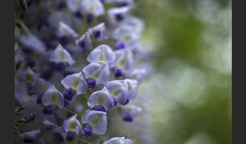 Chinesischer Blauregen (Wisteria sinensis)