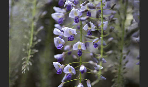 Chinesischer Blauregen (Wisteria sinensis)