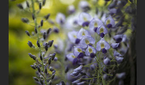 Chinesischer Blauregen (Wisteria sinensis)