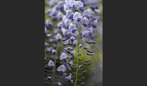 Chinesischer Blauregen (Wisteria sinensis)