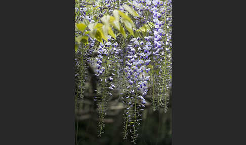 Chinesischer Blauregen (Wisteria sinensis)