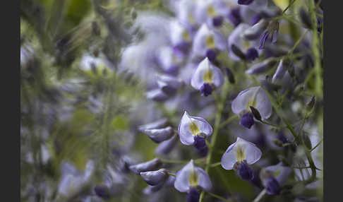 Chinesischer Blauregen (Wisteria sinensis)