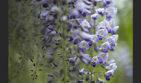 Chinesischer Blauregen (Wisteria sinensis)