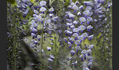 Chinesischer Blauregen (Wisteria sinensis)