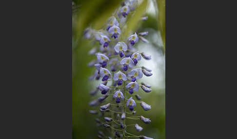 Chinesischer Blauregen (Wisteria sinensis)