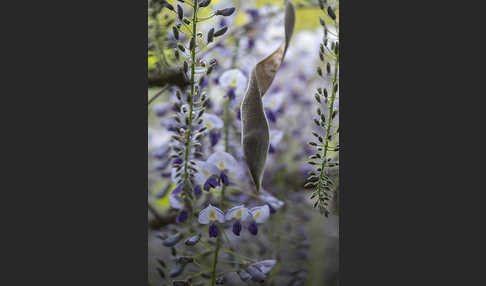 Chinesischer Blauregen (Wisteria sinensis)