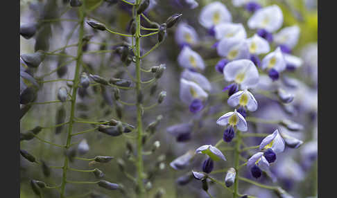 Chinesischer Blauregen (Wisteria sinensis)