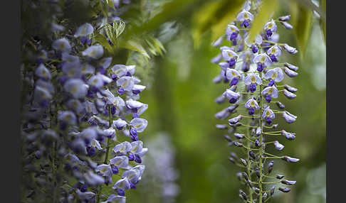 Chinesischer Blauregen (Wisteria sinensis)