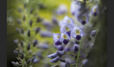 Chinesischer Blauregen (Wisteria sinensis)