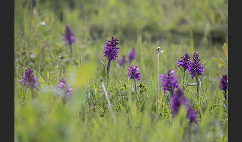 Breitblättrige Kuckucksblume (Dactylorhiza majalis)