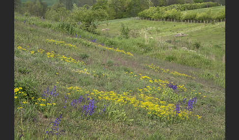 Wiesen-Salbei (Salvia pratensis)