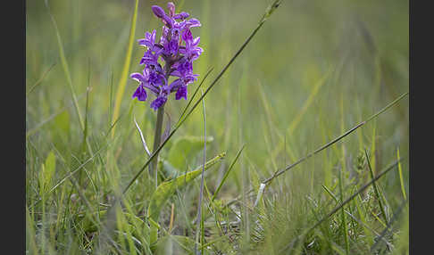 Breitblättrige Kuckucksblume (Dactylorhiza majalis)