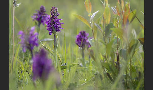 Breitblättrige Kuckucksblume (Dactylorhiza majalis)