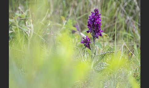 Breitblättrige Kuckucksblume (Dactylorhiza majalis)