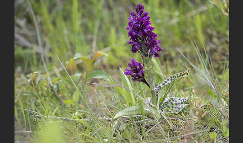 Breitblättrige Kuckucksblume (Dactylorhiza majalis)