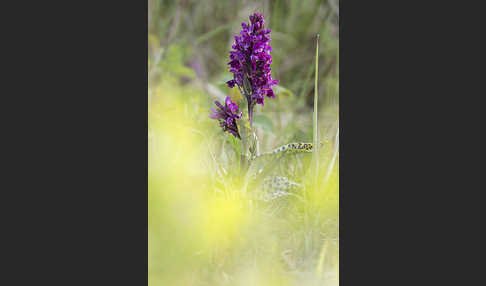 Breitblättrige Kuckucksblume (Dactylorhiza majalis)