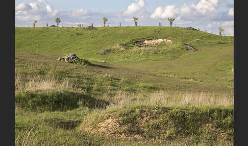 Thüringen (Thuringia)