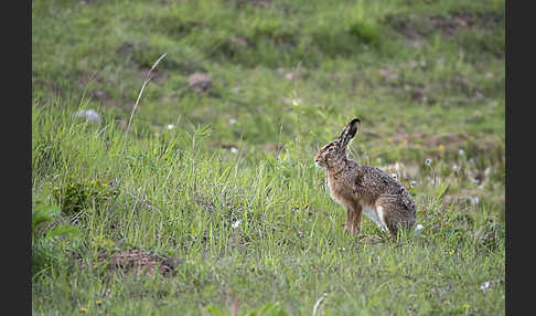 Feldhase (Lepus europaeus)