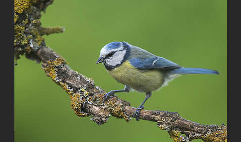 Blaumeise (Parus caeruleus)