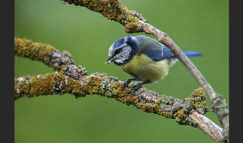 Blaumeise (Parus caeruleus)