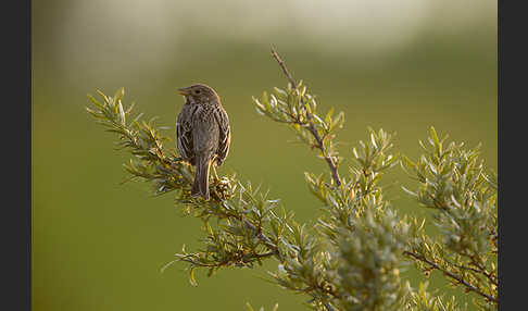 Grauammer (Miliaria calandra)