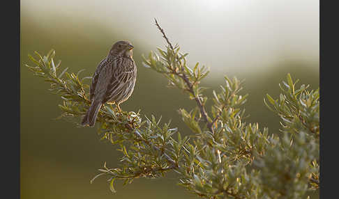 Grauammer (Miliaria calandra)