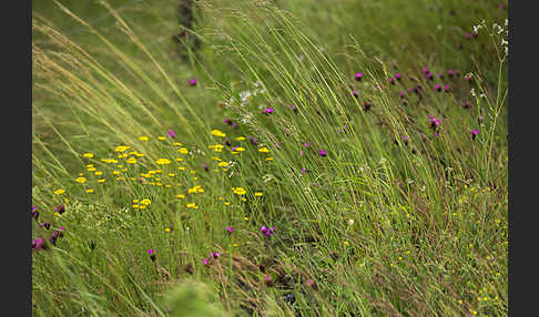 Färber-Hundskamille (Anthemis tinctoria)