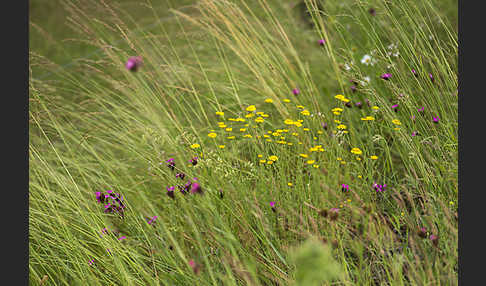 Färber-Hundskamille (Anthemis tinctoria)