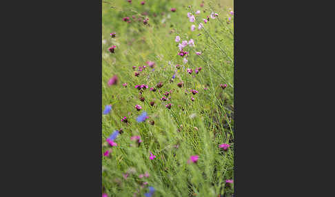 Karthäuser-Nelke (Dianthus carthusianorum)