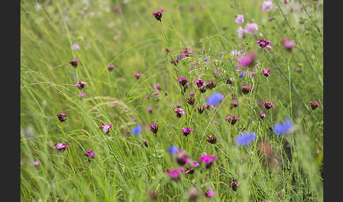 Karthäuser-Nelke (Dianthus carthusianorum)