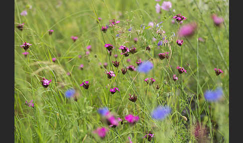 Karthäuser-Nelke (Dianthus carthusianorum)