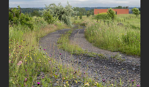 Feldweg (path)