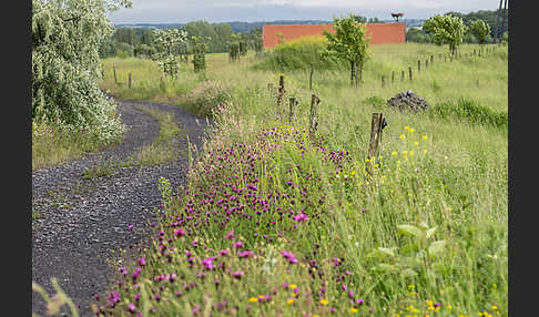 Feldweg (path)