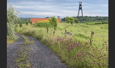 Feldweg (path)