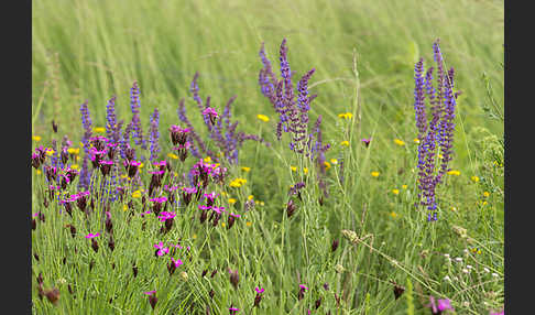 Steppen-Salbei (Salvia nemorosa)