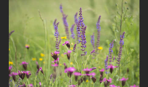 Steppen-Salbei (Salvia nemorosa)