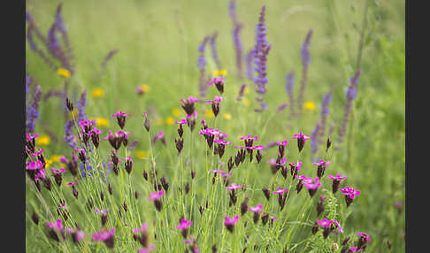 Steppen-Salbei (Salvia nemorosa)