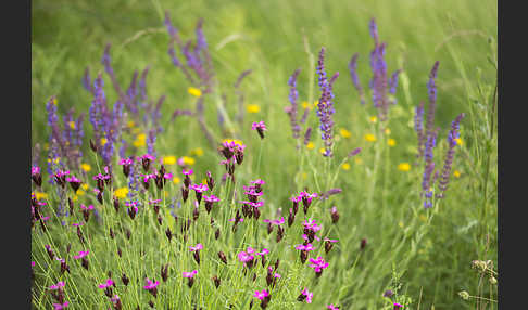 Steppen-Salbei (Salvia nemorosa)